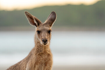 Eastern Grey Kangaroo (Macropus giganteus) on beach, Cape Hillsborough, Queensland, Australia.