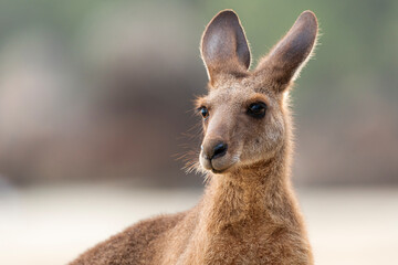 Eastern Grey Kangaroo (Macropus giganteus) on beach, Cape Hillsborough, Queensland, Australia.