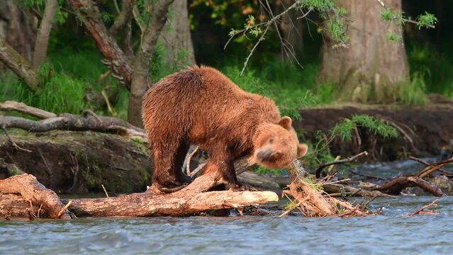 Young bear itches on a fallen tree on the river bank in a summer forest. Kamchatka brown bear, Ursus Arctos Piscator. Natural habitat. Kamchatka, Russia