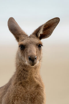 Eastern Grey Kangaroo (Macropus giganteus) on beach, Cape Hillsborough, Queensland, Australia.