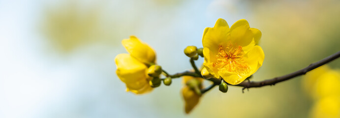 Closeup of nature yellow flower on blurred background under sunlight with bokeh and copy space...