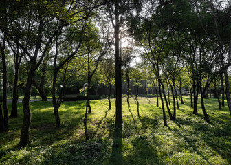 Fototapeta premium Sunset in a public park with trees casting its shadows on the ground.