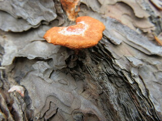 mushroom on tree