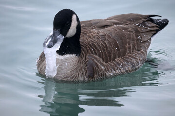 Canada goose with ice formed on beak swimming in freezing cold winter day at lake