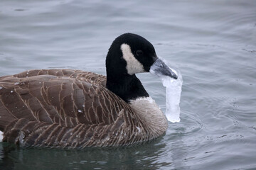 Canada goose with ice formed on beak swimming in freezing cold winter day at lake