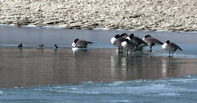male and female buffleheads dive in icy waters with geese refusing to watch the action