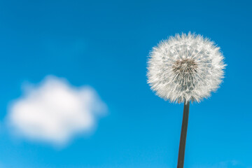 One dandelion. Against the background of a blue sky with clouds.