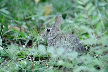 An eastern cottontail rabbit sits perfectly still among the green low growing garden foliage as to not alert a predator of their presence, its ears rotating to locate the sound as its large eyes scan