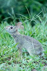 Eastern Cottontail rabbit leans in and sniffs the stop seed cluster on wild grass before consuming it, this common species lives alongside human populations in suburbs with limited woodland habitat