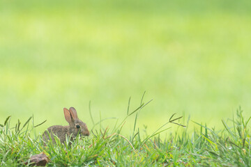 Cute baby rabbit Eastern Cottontail species with big ears native to North America on top of hill on green grass open field in the early March April spring Easter season