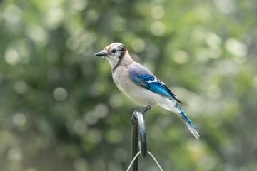 perched and isolated on an iron fence, a male bluejay sits without his signature feather head crest plumage as he is going through a spring molt, but bright colors and patterns remain on his wings