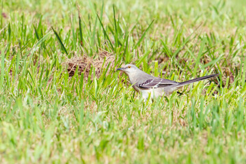 gray mockingbird with striped wing feathers forages for insects on the grown in a suburban grass lawn in its summer range, it could be collecting straw for nest building with its mate