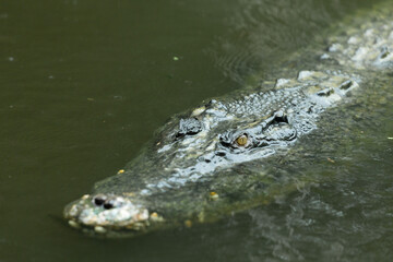 A crocodile submerged with only the yellow eyes visable