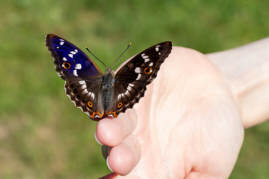 Beautiful butterfly sits on the girl's fingertips, selective focus, Blue gloss open wings, selective focus