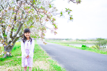 桜が咲く中登校する小さな女の子