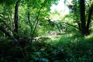 Obraz premium a refreshing spring forest in the sunlight