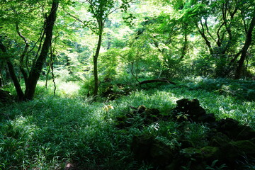 Fototapeta na wymiar a refreshing spring forest in the sunlight