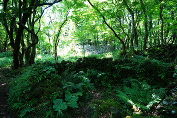 a lively spring forest with fern and mossy rocks