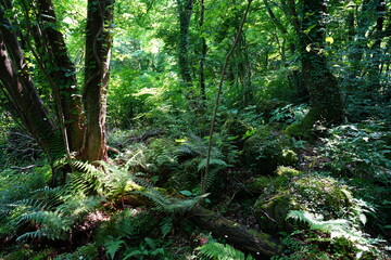 a lively spring forest with fern and mossy rocks