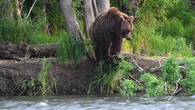 rown Bear Shaking Off Water. Brown bear chasing sockeye salmon at a river. Kamchatka brown bear, scientific name: Ursus Arctos Piscator. Natural habitat. Sunset light. Kamchatka, Russia