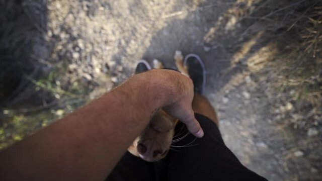 Spoiling indie hound puppy with extra love gopro pov