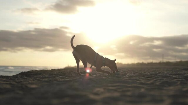 Mischievous hound puppy teething stuff at Barcelona beach