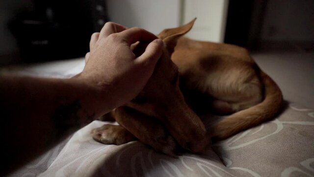 Petting hound indie pup to sleep peacefully on couch
