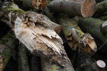 Bois arraché