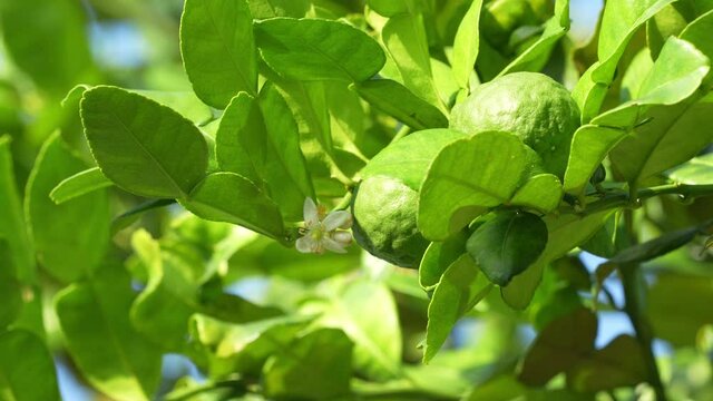Bergamot and kaffir lime flowers on the bergamot tree, Bergamot medicinal plants with many benefits.