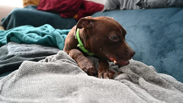 Chien mangeant une friandise