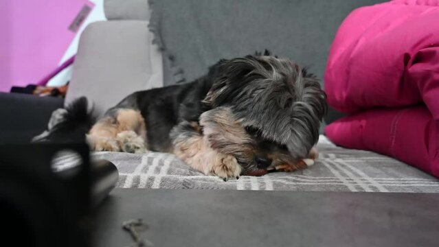 chien mangeant une friandise