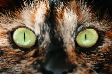 Cat with green eyes looks at camera. Close up of colorful pussycat. Pets and lifestyle concept. Domestic animal themes.