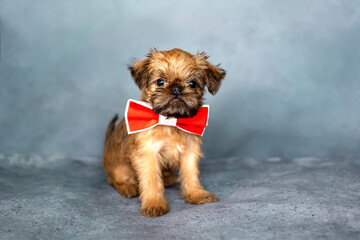 Brussels griffon puppy with a red bow tie on the neck on a gray background