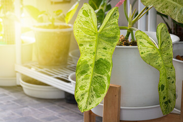 Close-up view of Philodendron Paraiso Verde variegated leaf texture in pot with Popular © pandaclub23