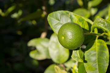 Fresh lemon Citrus aurantifolia Swingle