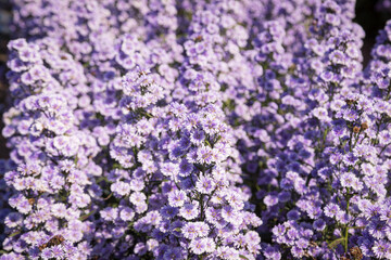 Purple margaret flowers (Michaelmas Daisy) are blooming beautifully