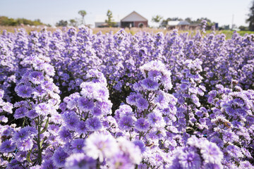 Obraz premium Purple margaret flowers (Michaelmas Daisy) are blooming beautifully