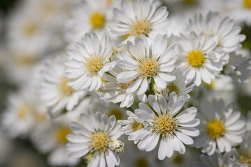 Obraz premium Beautiful wild flowers Daisy flowers in the field