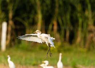 Bird in the rays of the sun. Western Cattle Egret