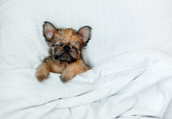sleeping brussels griffon puppy red color lies under a white blanket