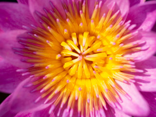 Purple lotus and yellow pollen