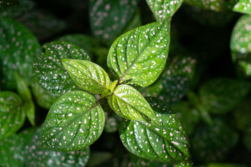 Polka dot plant Hypoestes phyllostachya - green plant with spots on leaves. Ornamental garden plants. Nature background