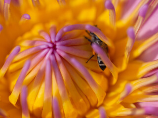 Bee with yellow lotus pollen