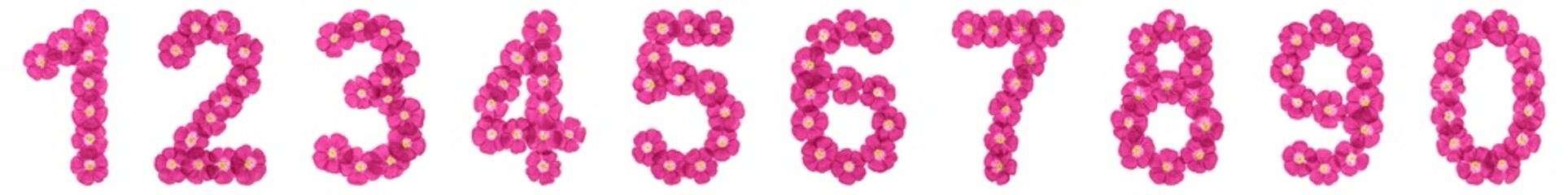 Set of arabic numbers, natural pinke flowers of flax, isolated on white background