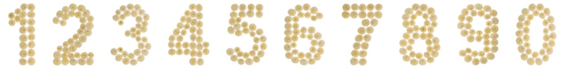 Set of arabic numbers from natural beige flowers of chrysanthemum, isolated on white background