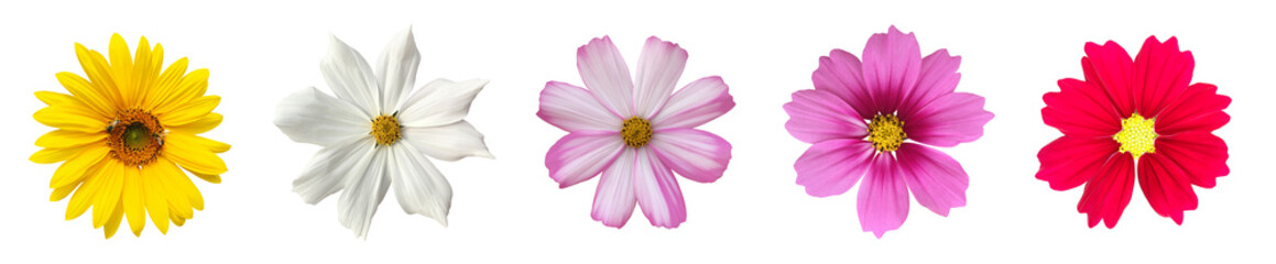 Isolated cosmos flower and sunflower with clipping paths.