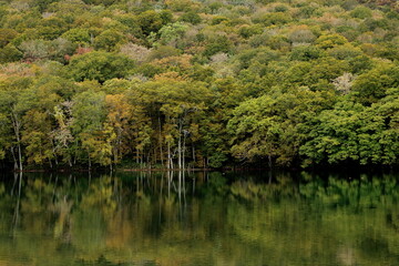 色づき始めた蔦沼の紅葉