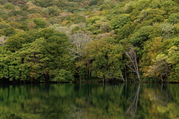 色づき始めた蔦沼の紅葉