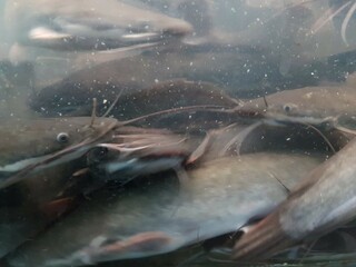 Fototapeta premium underwater of catfish on the river