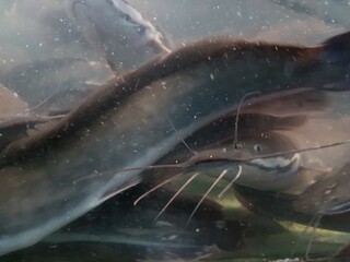 Fototapeta premium underwater of catfish on the river